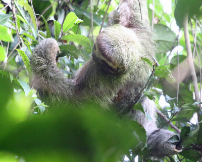 Three-Toed Sloth - Bradypus variegatus