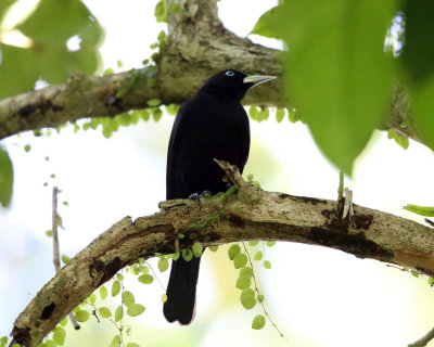 Scarlet-rumped Cacique - Cacicus uropygialis