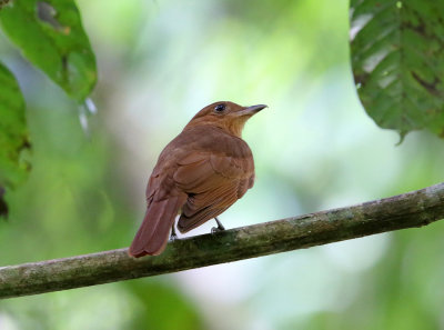 Rufous Piha - Lipaugus unirufus