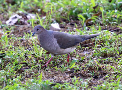 White-tipped Dove - Leptotila verreauxi 