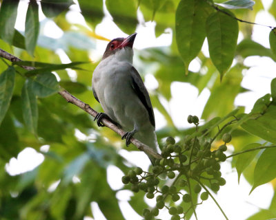 Masked Tityra - Tityra semifasciata