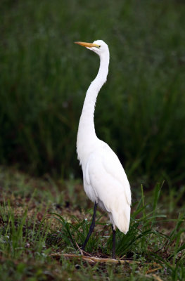 Great Egret - Ardea alba