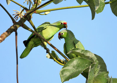 Red-lored Parrots - Amazona autumnalis