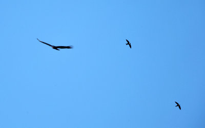 Turkey Vulturs & White-throated Swifts