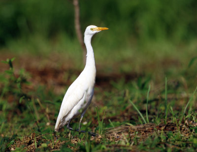 Cattle Egret - Bubulcus ibis