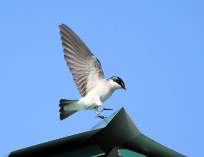 Mangrove Swallow - Tachycineta albilinea