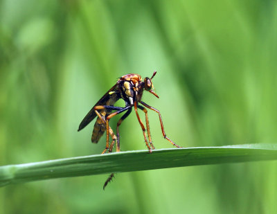 Blepharepium sp.