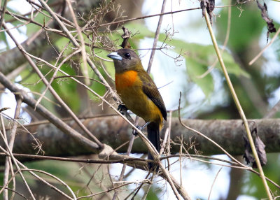 Cherries Tanager - Ramphocelus costaricensis (female)