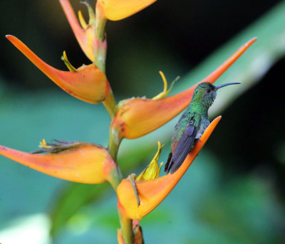 Rufous-tailed Hummingbird - Amazilia tzacatl