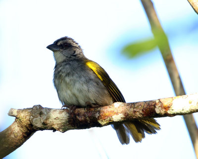 Black-striped Sparrow - Arremonops conirostris