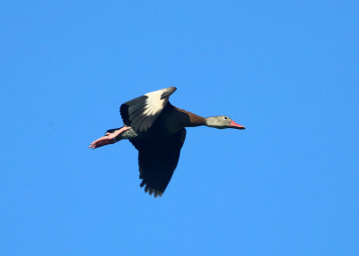 Black-bellied Whistling-Duck - Dendrocygna autumnalis