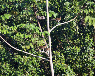 Gray-headed Chachalaca - Ortalis cinereiceps