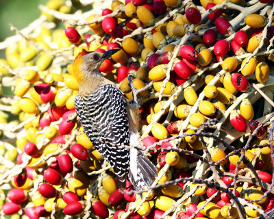 Hoffman's Woodpecker - Melanerpes hoffmannii