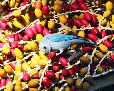 Blue-gray Tanager - Thraupis episcopus