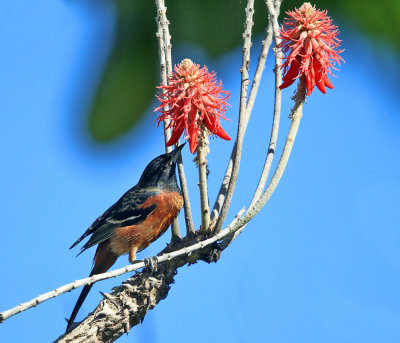 Orchard Oriole - Icterus spurius