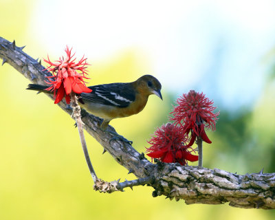 Baltimore Oriole - Icterus galbula