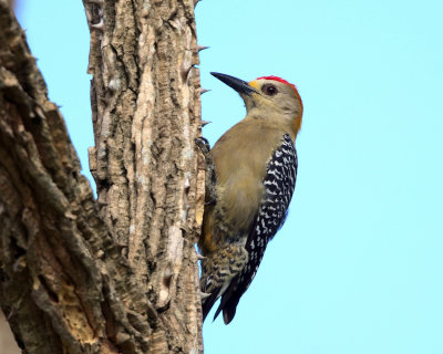 Hoffmans Woodpecker - Melanerpes hoffmannii