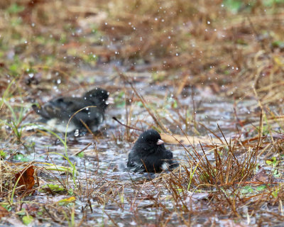 Dark-eyed Junco - Junco hyemalis (taking a bath)