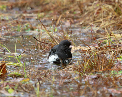 Dark-eyed Junco - Junco hyemalis (taking a bath)