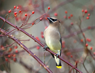 Cedar Waxwing - Bombycilla cedrorum