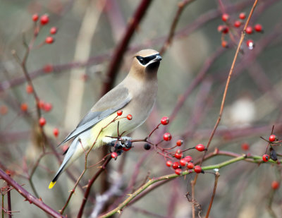 Cedar Waxwing - Bombycilla cedrorum