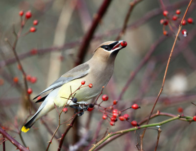 Cedar Waxwing - Bombycilla cedrorum