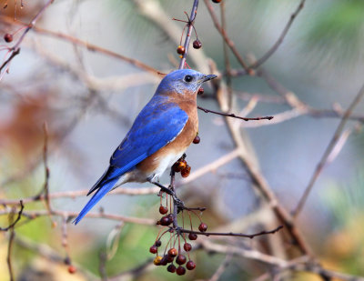 Eastern Bluebird - Sialia sialis