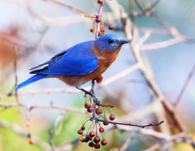 Eastern Bluebird - Sialia sialis