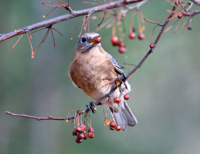 Eastern Bluebird - Sialia sialis