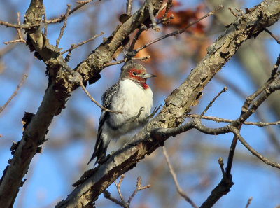 Red-headed Woodpecker - Melanerpes erythrocephalus (immature)