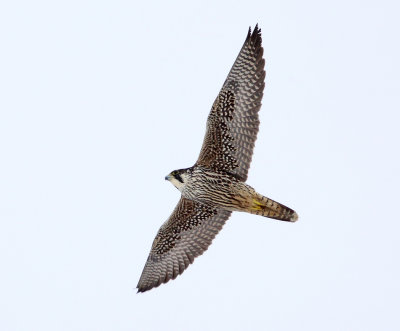 Peregrine Falcon - Falco peregrinus