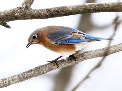 Eastern Bluebird - Sialia sialis