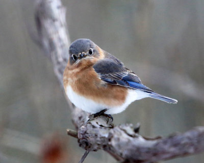 Eastern Bluebird - Sialia sialis