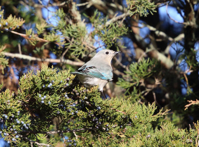 Mountain Bluebird - Sialia currucoides (female)