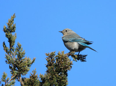 Mountain Bluebird - Sialia currucoides (female)