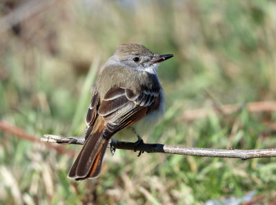 Ash-throated Flycatcher - Myiarchus cinerascens