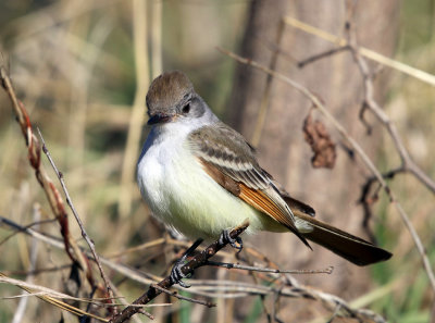 Ash-throated Flycatcher - Myiarchus cinerascens