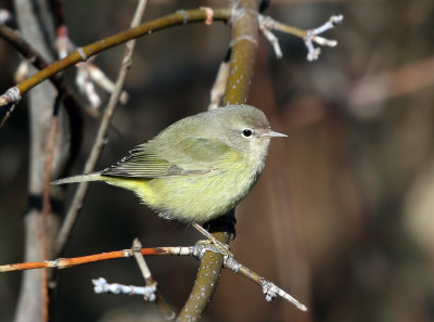 Orange-crowned Warbler - Oreothlypis celata