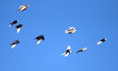 Rock Pigeons - Columba livia