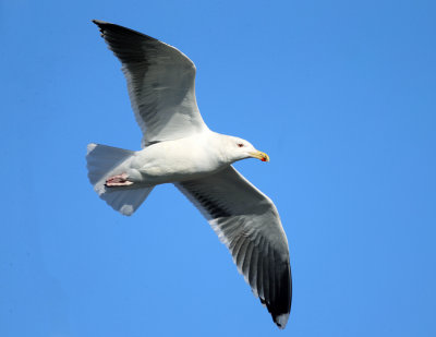 Great Black-backed Gull - Larus marinus