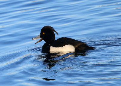 Tufted Duck - Aythya fuligula