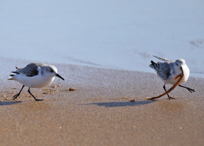 Sanderling - Calidris alba (with a seaworm being chased by another Sanderling)