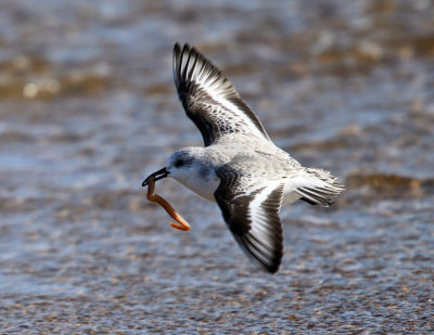 Sanderling - Calidris alba (carrying a seaworm)