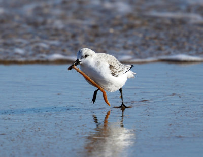 Sanderling - Calidris alba (with a seaworm)