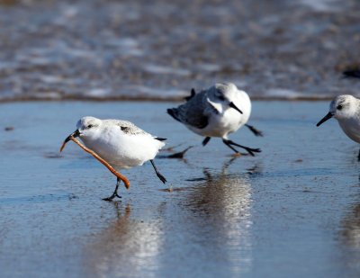 Sanderling - Calidris alba (with a seaworm being chased by other Sanderlings)