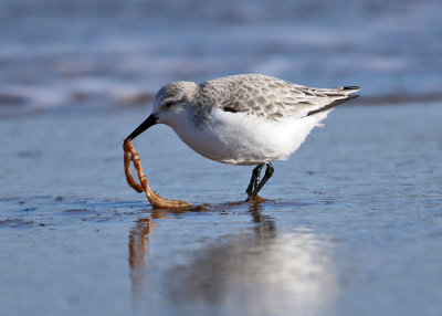 Sanderling - Calidris alba (eating a seaworm)