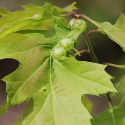 Succulent Oak Gall Wasp galls - Dryocosmus quercuspalustris