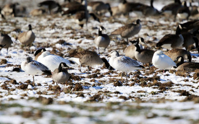 Snow Geese - Chen caerulescens