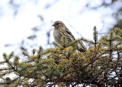 Pine Siskin - Spinus pinus