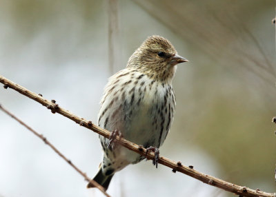 Pine Siskin - Spinus pinus